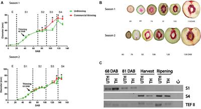 Metabolite Fruit Profile Is Altered in Response to Source–Sink Imbalance and Can Be Used as an Early Predictor of Fruit Quality in Nectarine